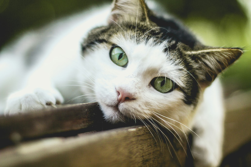 Peanut the cat