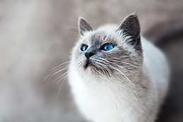 Chester the cat