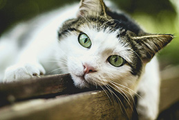 Peanut the cat